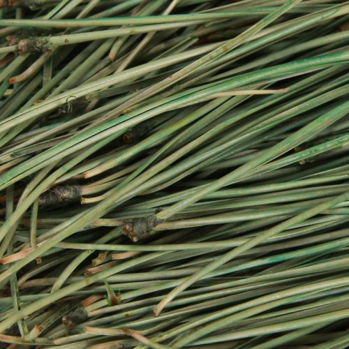 Floristik24 Pine Needles Green Craft Supplies Christmas 50g 3pcs