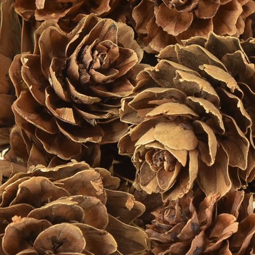 Floristik24 Pine cones natural small cones decoration in net 2.5-3.5cm 300g