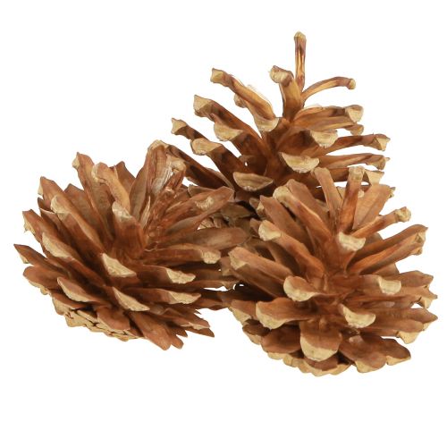 Floristik24 Pine cones Scots pine Pinus sylvestris H3–5cm 1kg