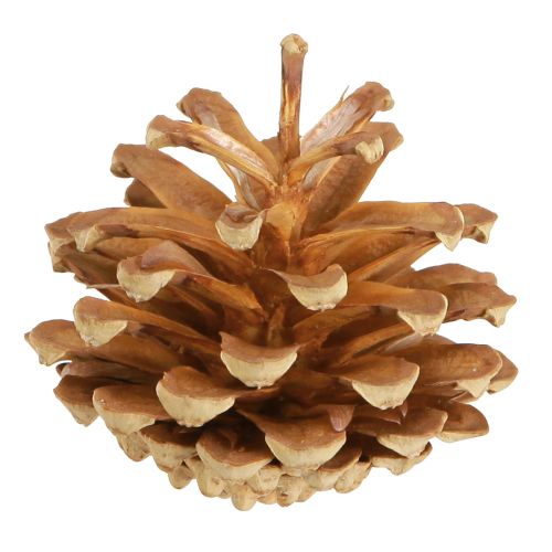 Floristik24 Pine cones Scots pine Pinus sylvestris H3–5cm 1kg