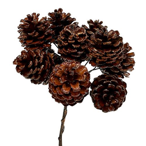Floristik24 Pine cones waxed wired 100 pcs
