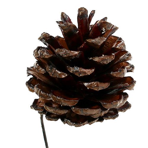 Product Pine cones waxed wired 100 pcs
