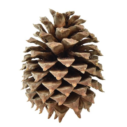 Floristik24 Pine cones Coulter pine natural Ø13cm H18cm 1 pc