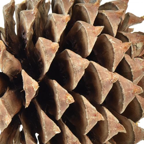 Floristik24 Pine cones Coulter pine natural Ø13cm H18cm 1 pc