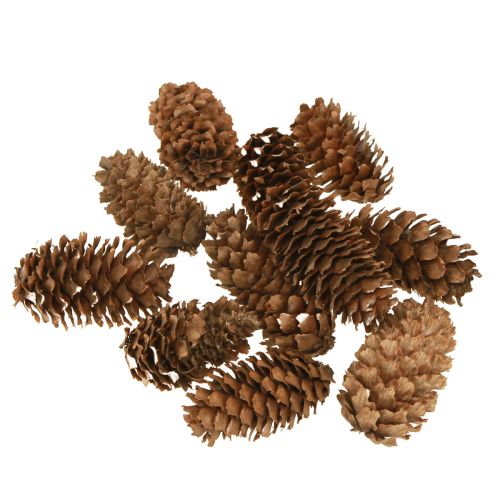 Small hemlock cones decorative natural cones Advent 3-4cm 100g