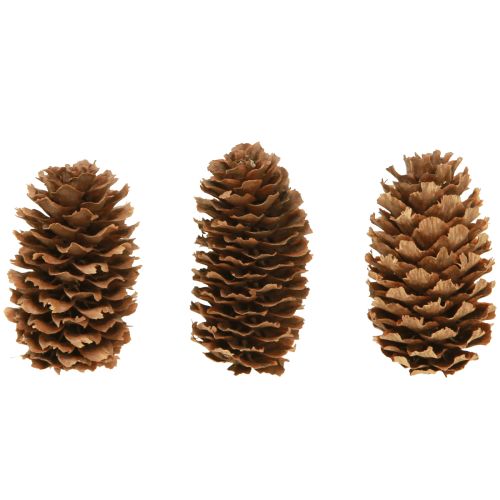 Product Small hemlock cones decorative natural cones Advent 3-4cm 100g