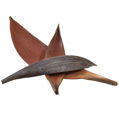 Coconut shells coconut leaves natural dried 22cm - 42cm 25 pcs
