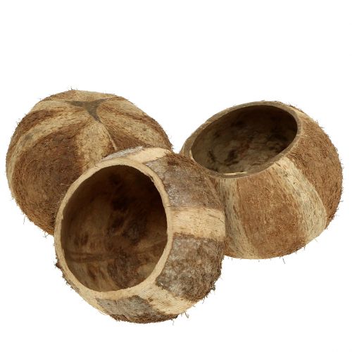 Coconut shell natural 5pcs-75236-2
