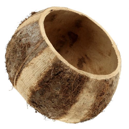 Product Coconut shell natural 5pcs