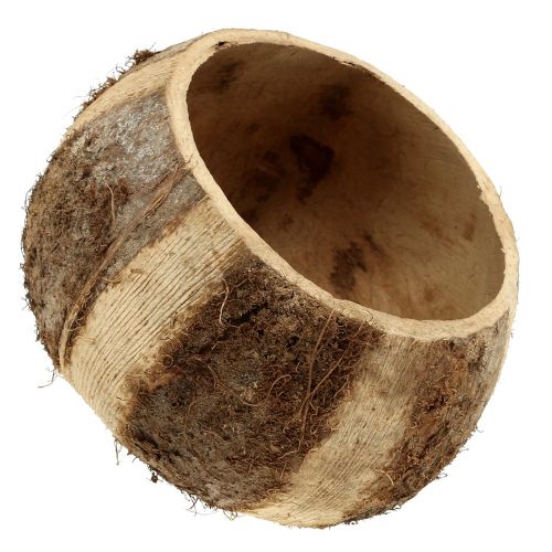 Floristik24 Coconut shell natural 5 pcs