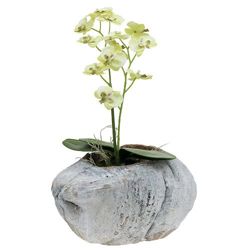 Floristik24 Coconut for planting White 16cm x 22cm H14cm