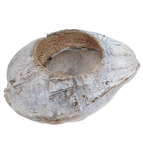 Floristik24 Coconut for planting White 16cm x 22cm H14cm