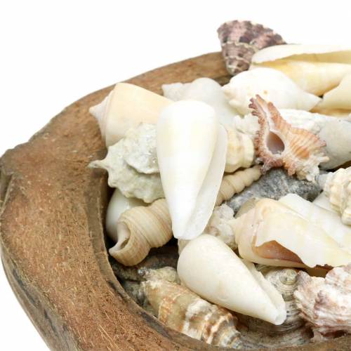Floristik24 South Sea decoration coconut with mussels 20cm 250g