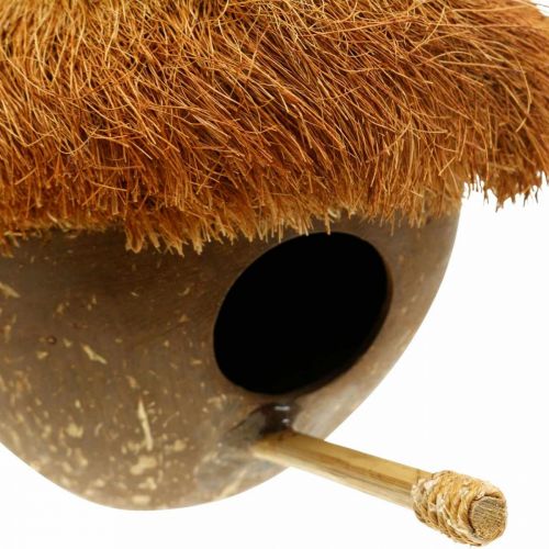 Floristik24 Coconut as a nesting box, birdhouse to hang, coconut decoration Ø16cm L46cm