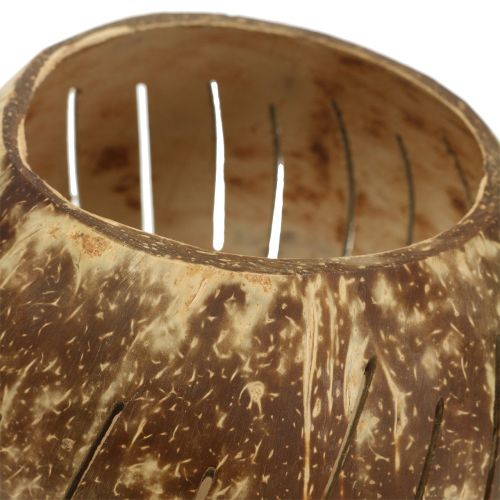 Product Coconut shell polished with stripes natural Ø12cm - Ø14cm 1p