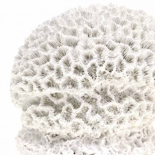 Floristik24 Maritime Deco Coral Plaster White Ø10cm 2pcs