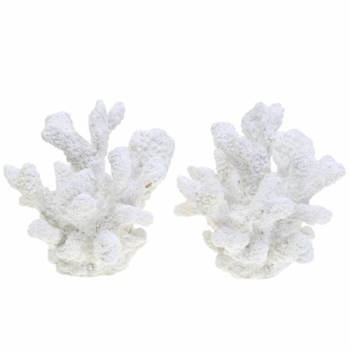 Floristik24 Coral plaster white H11cm 2pcs