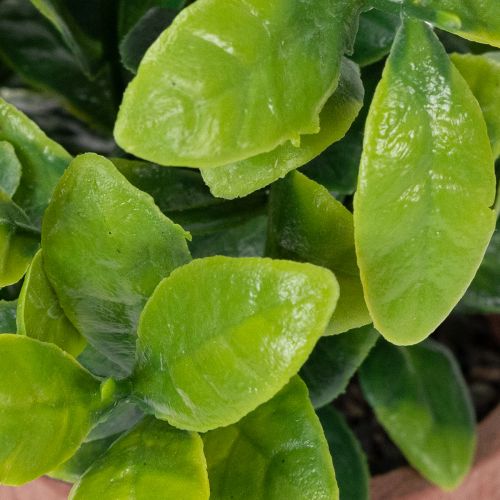 Product Artificial plant in a flower pot with realistic texture for indoor use and decoration, 18cm, 3 pieces