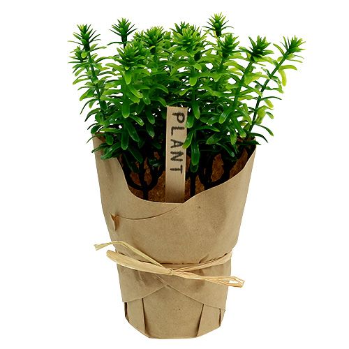Floristik24 Herbs in a pot 16cm green