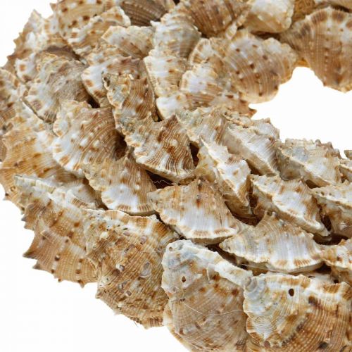Floristik24 Deco wreath snails Maritime decoration door wreath sea snails Ø25cm