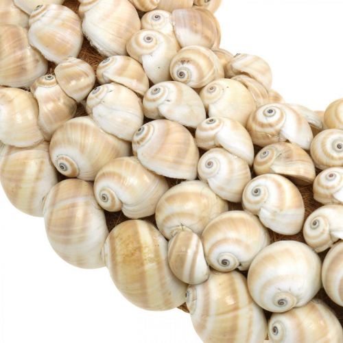 Floristik24 Snail wreath, maritime decoration, natural Mattukan snails natural colors Ø39.5cm