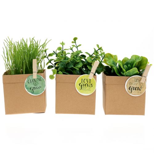Floristik24 Herbs in paper pot 3pcs