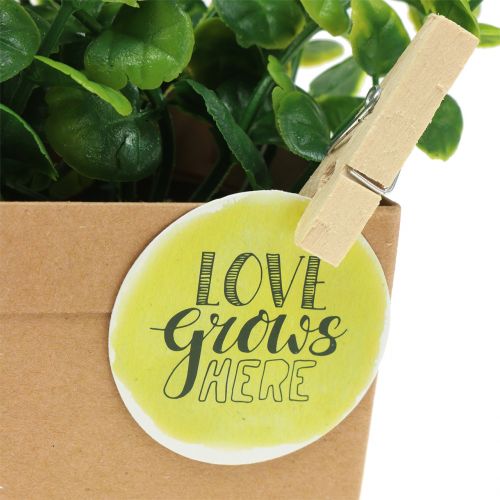 Floristik24 Herbs in paper pot 3pcs