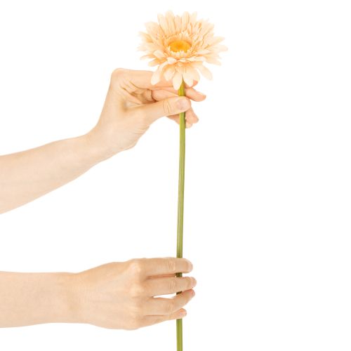 Artificial Gerbera Flowers Apricot 47cm 6pcs | Floristik24.ie