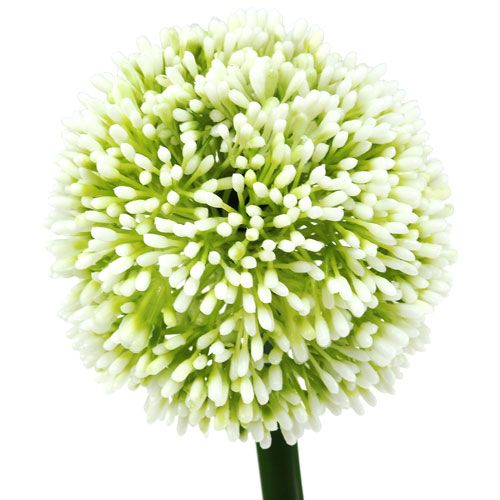 Product Artificial Allium White Ø10cm L65cm