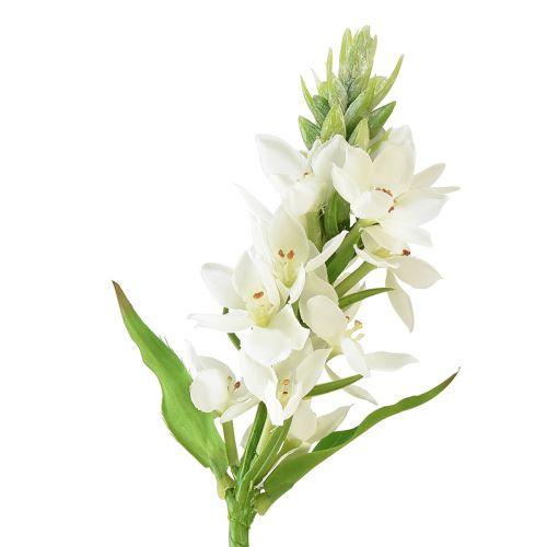 Floristik24 Artificial Flower Star of Bethlehem White 50cm