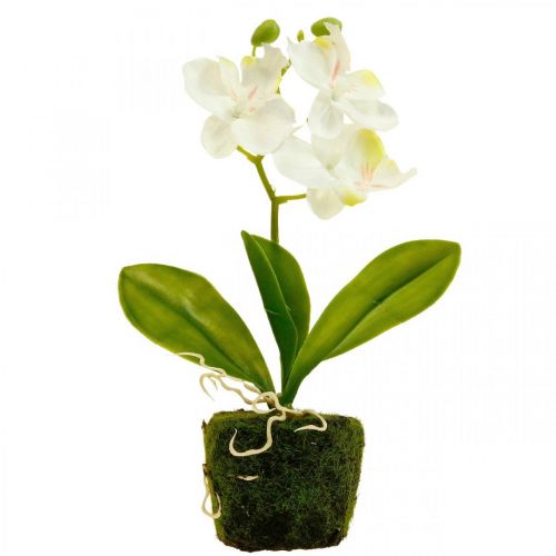 Floristik24 Artificial orchids Artificial flower orchid white 20cm