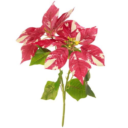 Floristik24 Artificial poinsettia in red cream L35cm 6pcs 2 bunch