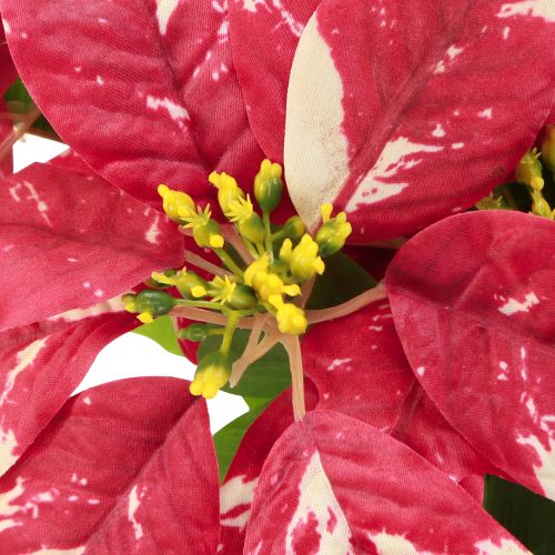 Product Artificial poinsettia in red cream L35cm 6pcs 2 bunch