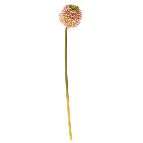 Floristik24 Artificial Allium Ornamental Onion Pink Green Ø10cm L65cm