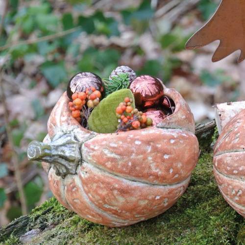 Floristik24 Pumpkin for planting Orange 19×15×16cm