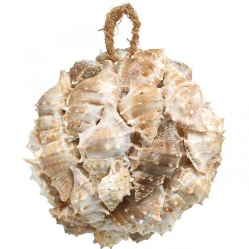 Deco ball snail shells shells deco hanging nature Ø12cm