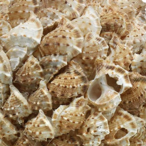 Product Shell decoration ball sea snails Maritime decoration for hanging Ø18cm