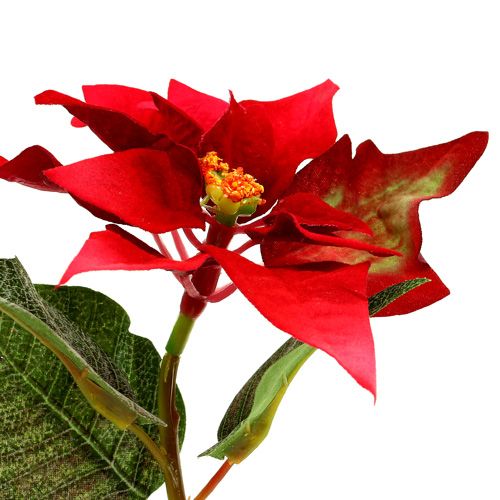 Floristik24 Artificial flowers poinsettia red L73cm