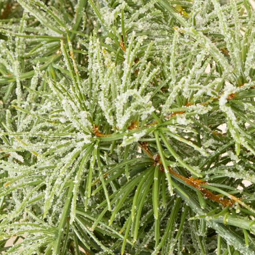 Product Decorative larch garland for atmospheric room design, 250cm