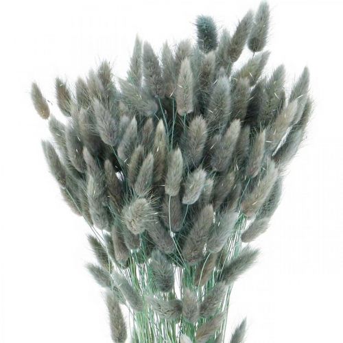 Product Lagurus Dried Rabbit Tail Grass Blue Green 65-70cm 100g