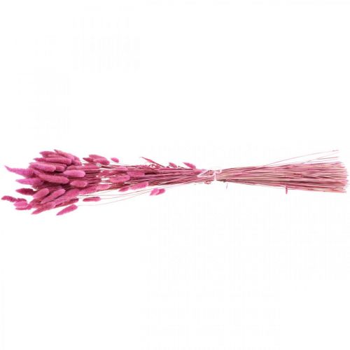 Floristik24 Lagurus Dried Rabbit Tail Grass Purple 65-70cm 100g