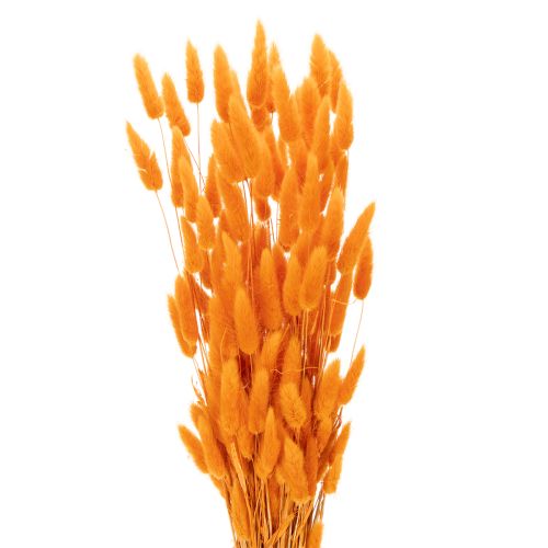 Lagurus bunch of velvet grass, dried, 70 cm, 100g buy online | Floristik24.ie