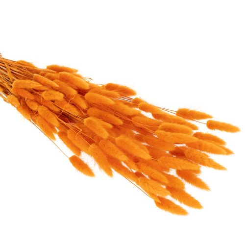 Lagurus bunch of velvet grass, dried, 70 cm, 100g | Floristik24.ie