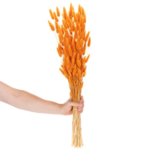 Lagurus bunch of velvet grass, dried, 70 cm, 100g | Floristik24.ie