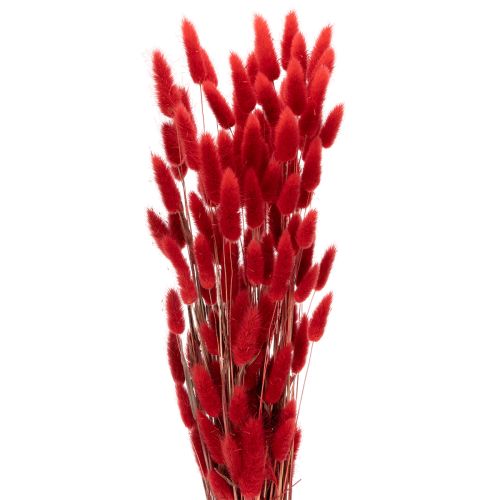 Dried Lagurus bunch, dried flower decoration, 70cm, 100g