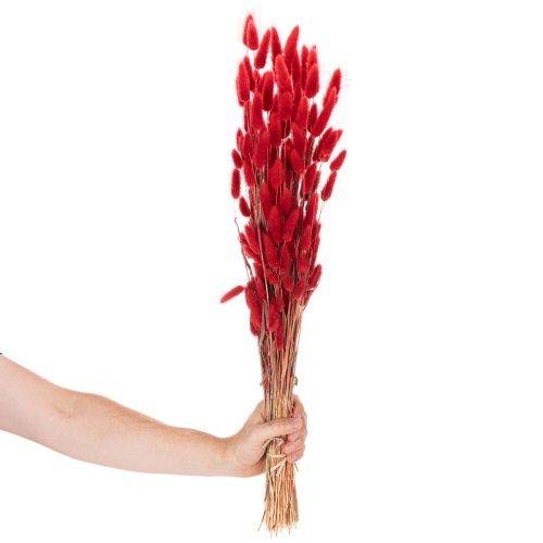 Dried Lagurus bunch, dried flower decoration, 70cm, 100g | Floristik24.ie