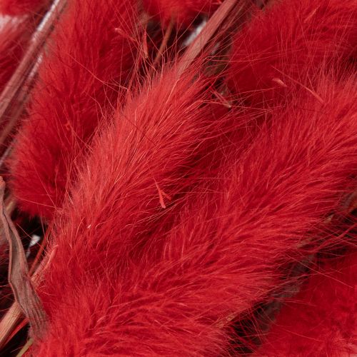 Dried Lagurus bunch, dried flower decoration, 70cm, 100g | Floristik24.ie