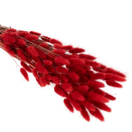 Dried Lagurus bunch, dried flower decoration, 70cm, 100g | Floristik24.ie