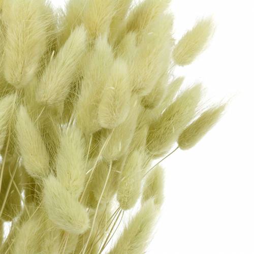 Floristik24 Velvet Grass Lagurus Light Green 100g Dry Grasses