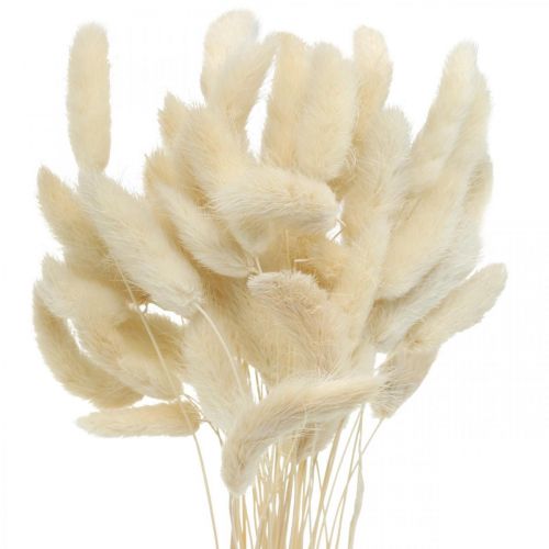 Product Lagurus dried rabbit tail grass bleached 40-50cm 50p